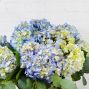 Skyline Hydrangea