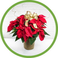 Poinsettia Plant - 2 Branch Medium